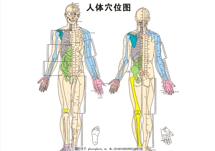 人体全身穴位图,穴位正背面 矢量-图行天下图库