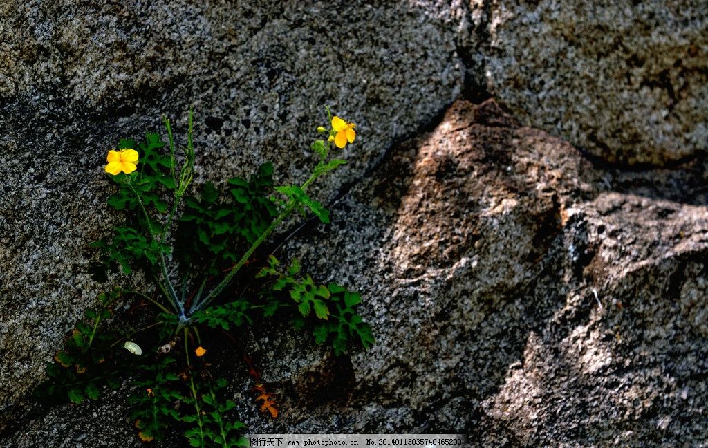 开在岩石缝中的花图片