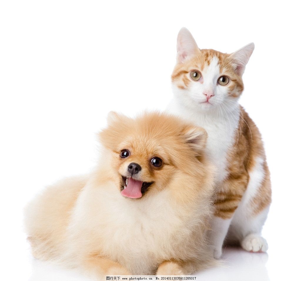 超可爱的猫咪和狗狗图片-猫猫萌图-屈阿零可爱屋