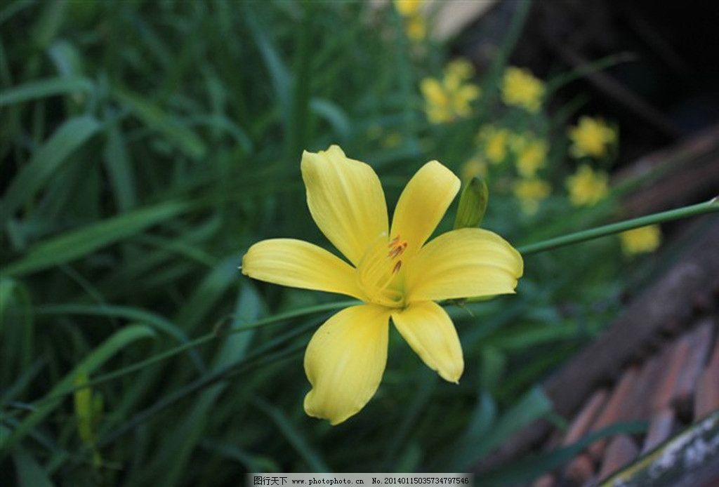 简谱野百合也有春天_野百合也有春天(3)