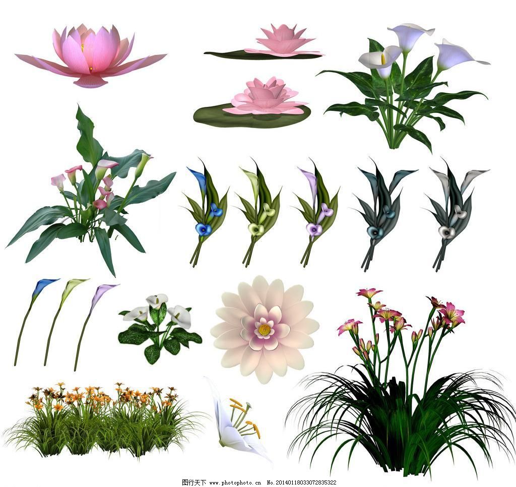 花卉模板下载 花卉 各种花卉 莲花 荷花 马蹄莲 百合 百合剪贴画 各种图片