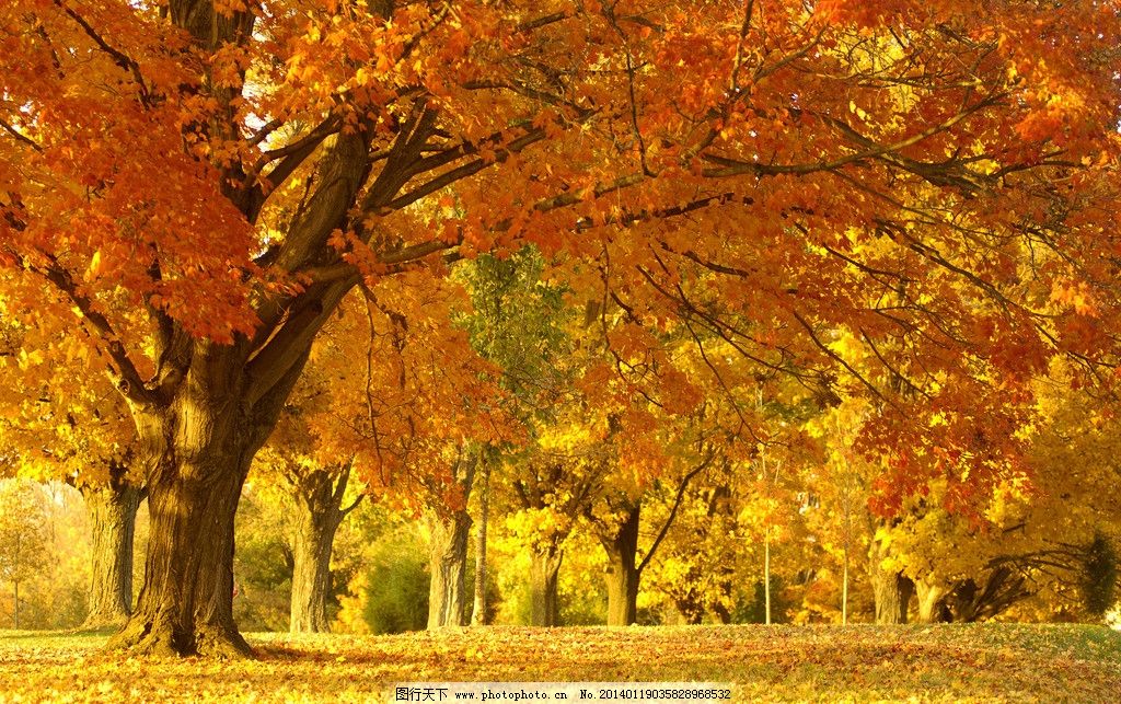 秋天风景 枫树 树林 落叶 秋景 唯美 树木树叶 生物世界 摄影 300dpi