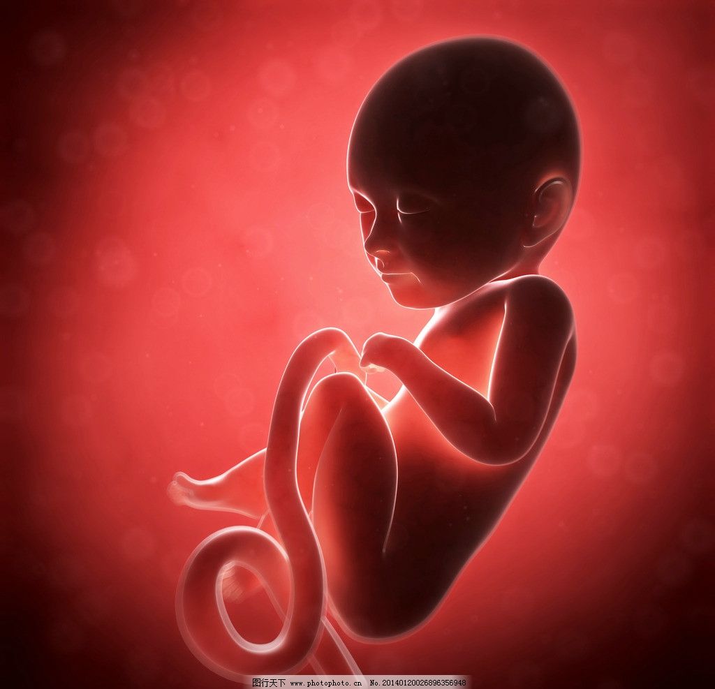 胚胎 - 快懂百科
