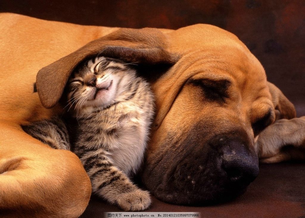 猫与狗图片