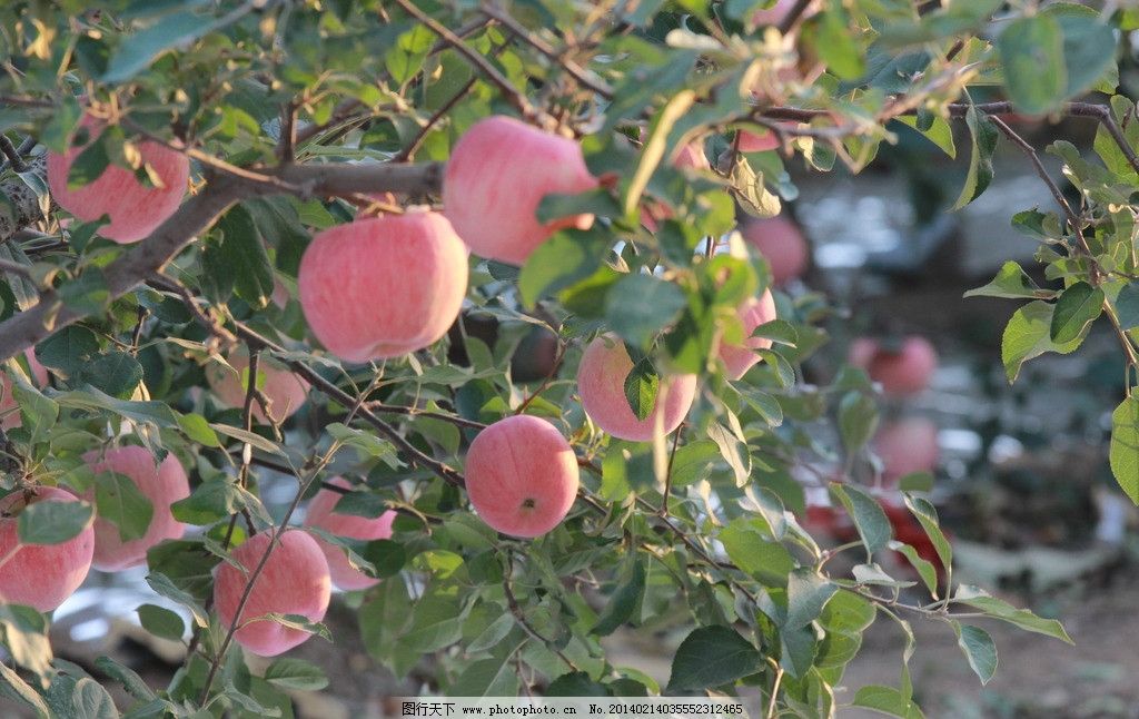 果园苹果树素描图片展示