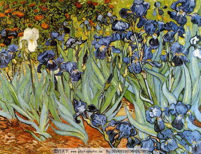 梵高鸢尾花