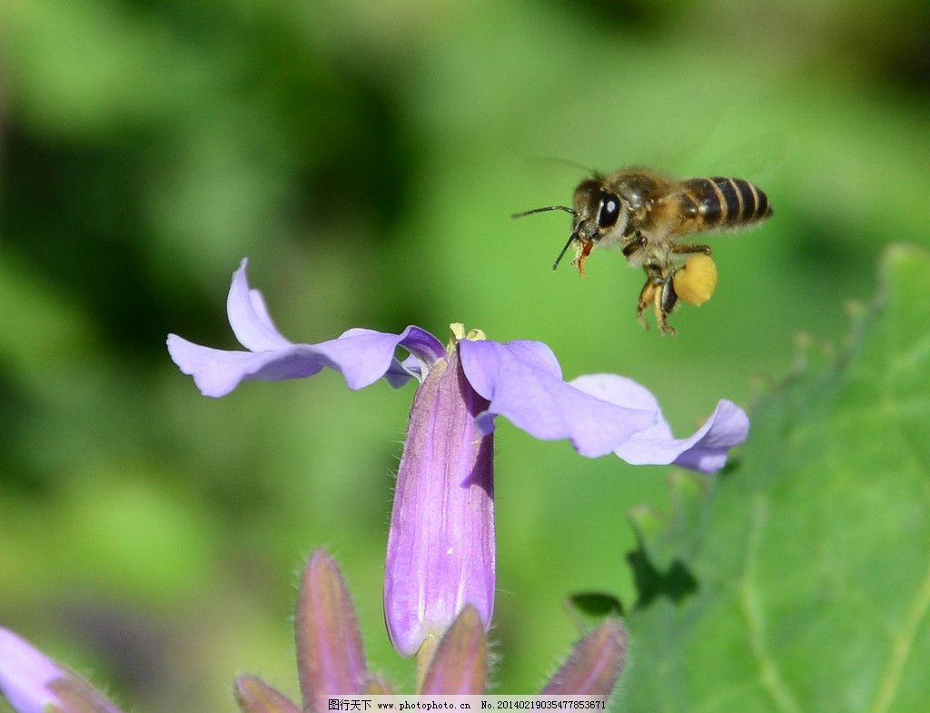 蜜蜂采蜜 蜜蜂 花 采蜜 自然 生物 春天 昆虫 生物世界 摄影 300dpi
