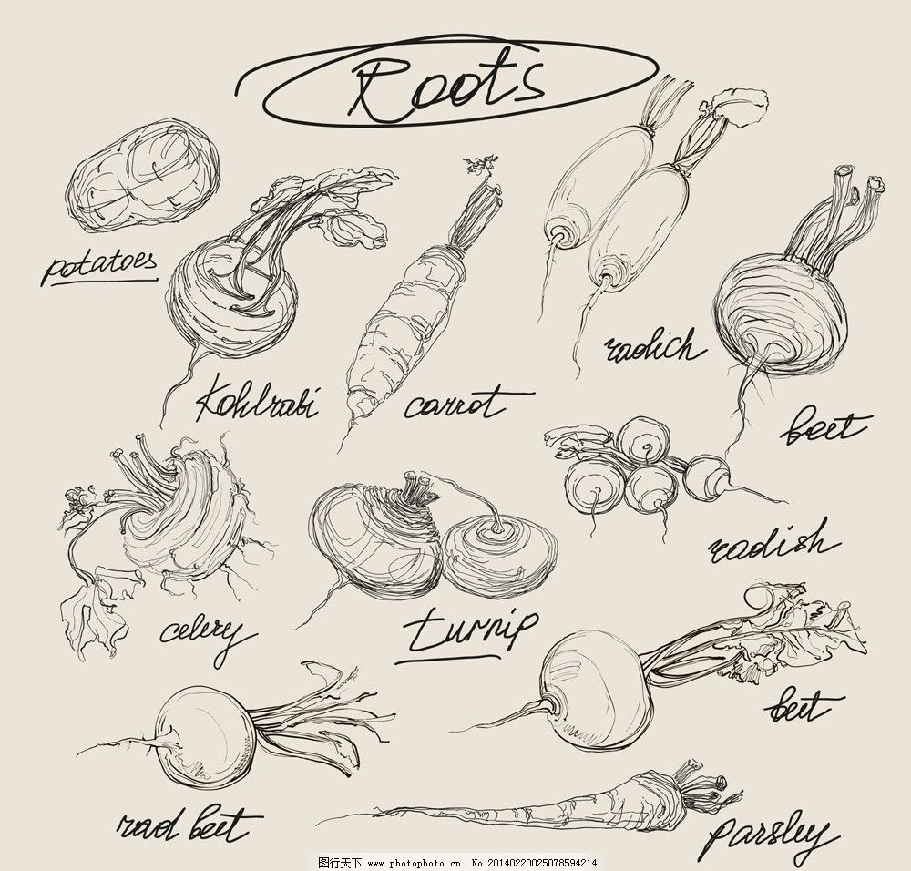 蔬菜的铅笔画图片