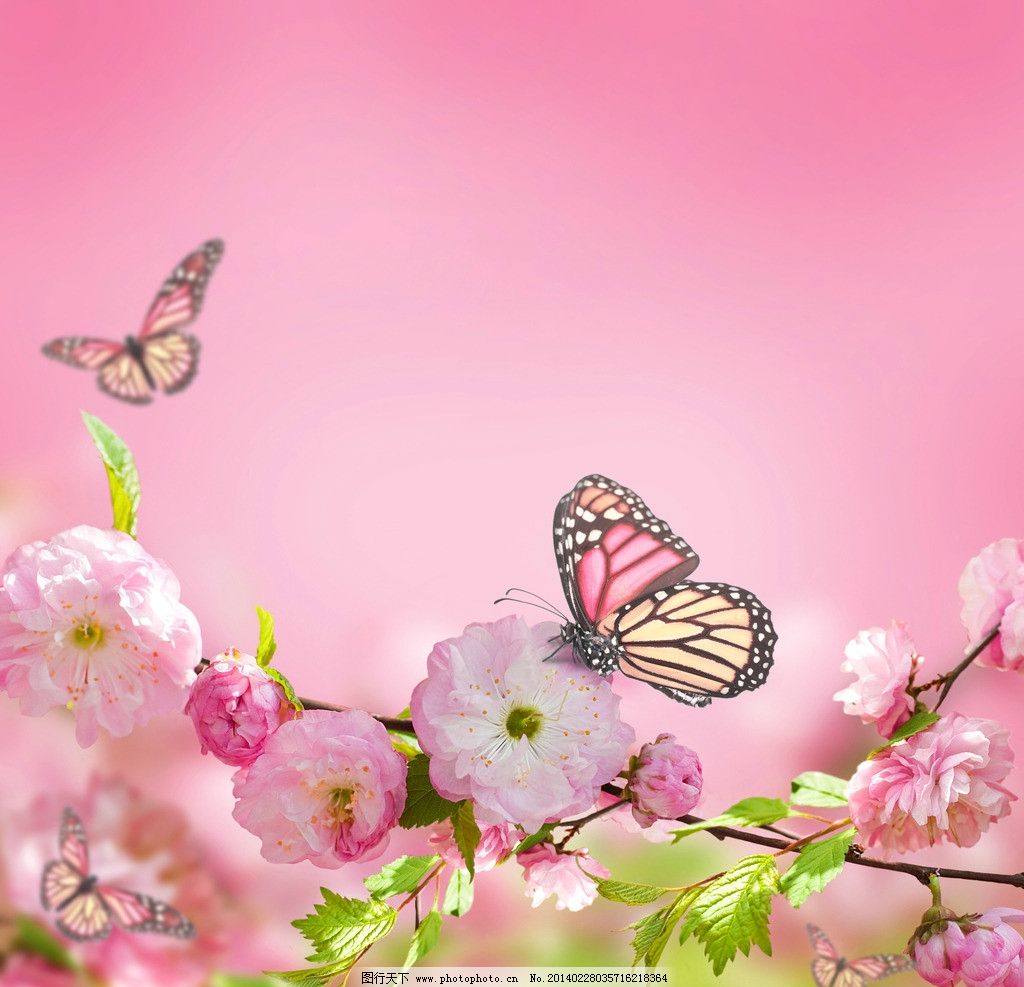 蝴蝶采花的图片 - 免费可商用图片 - CC0素材网