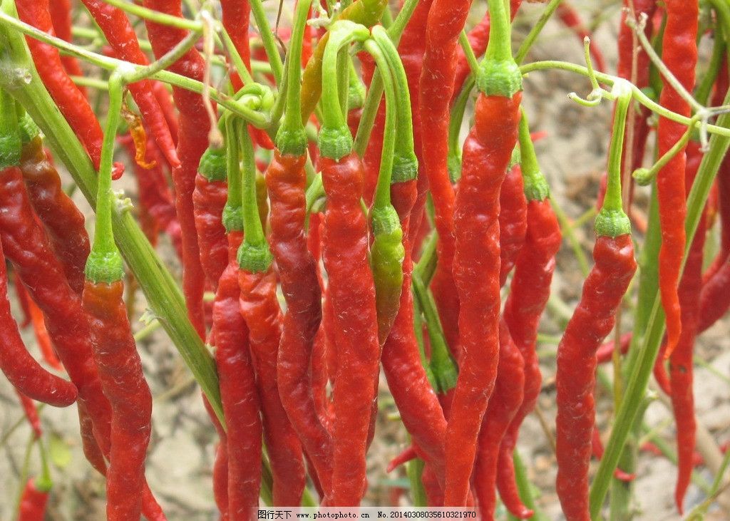 线辣子段|线辣椒; l3大量上市