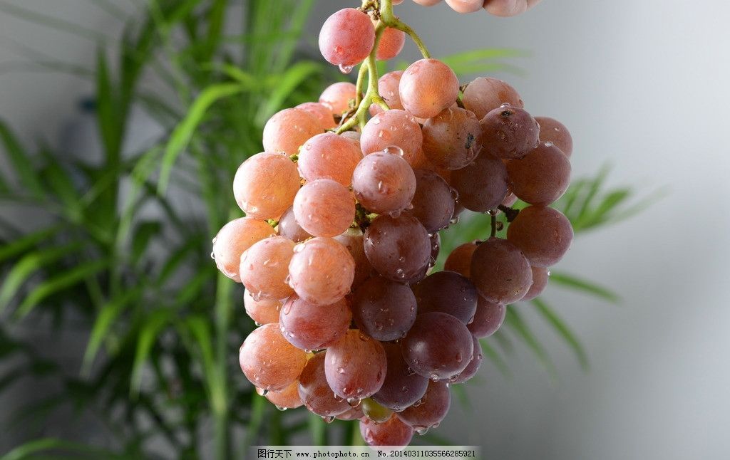 葡萄图片,红葡萄 青葡萄 绿葡萄 青提子 红提子