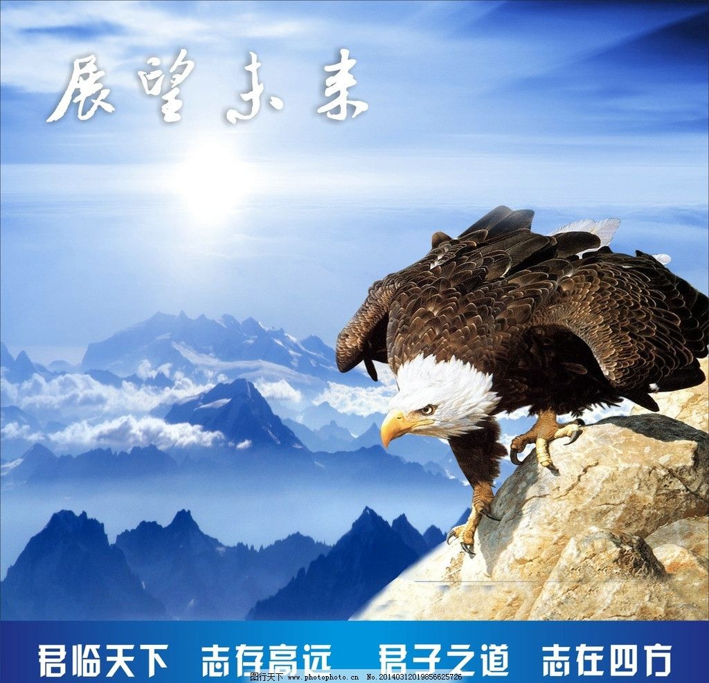 老鹰-老鹰图片