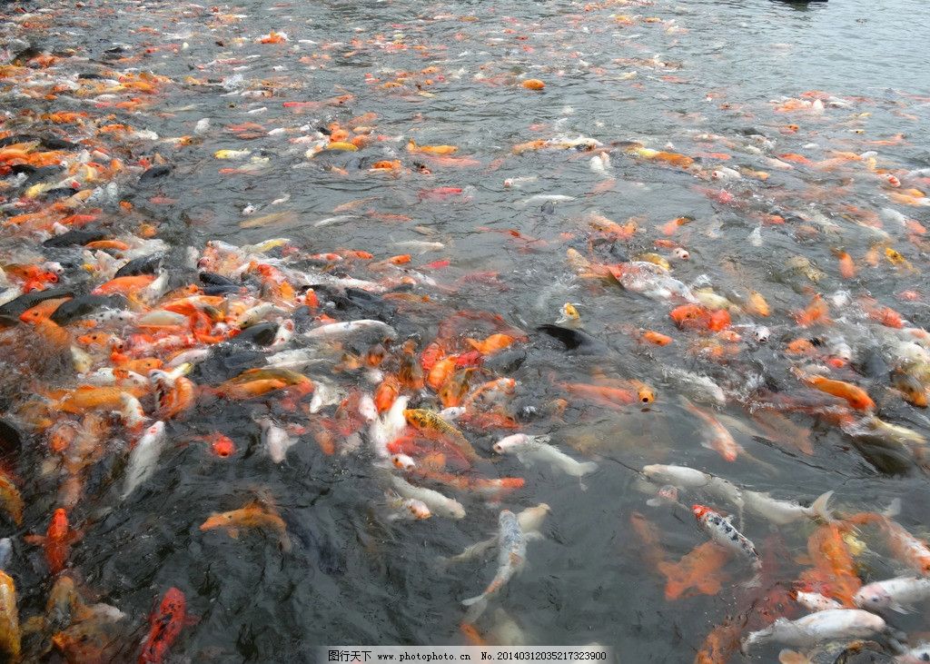 梦境奇观,梦见河里鱼群游弋与河面冰封的奥秘解读 梦境奇观,梦见河里鱼群游弋与河面冰封的奥秘解读