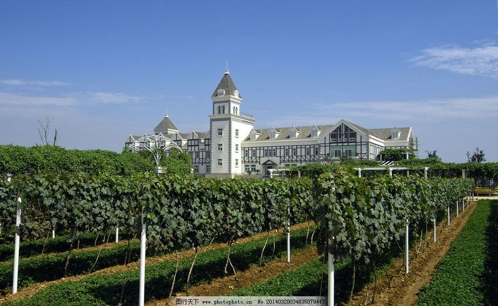 澳洲 葡萄酒庄园 葡萄田 葡萄架 白色楼房 办公大楼 庄园 葡萄酒 原料基地 蓝天白云 景观 自然景观摄影 自然景观和自然风景 自然风景 自然景观 摄影 300DPI JPG