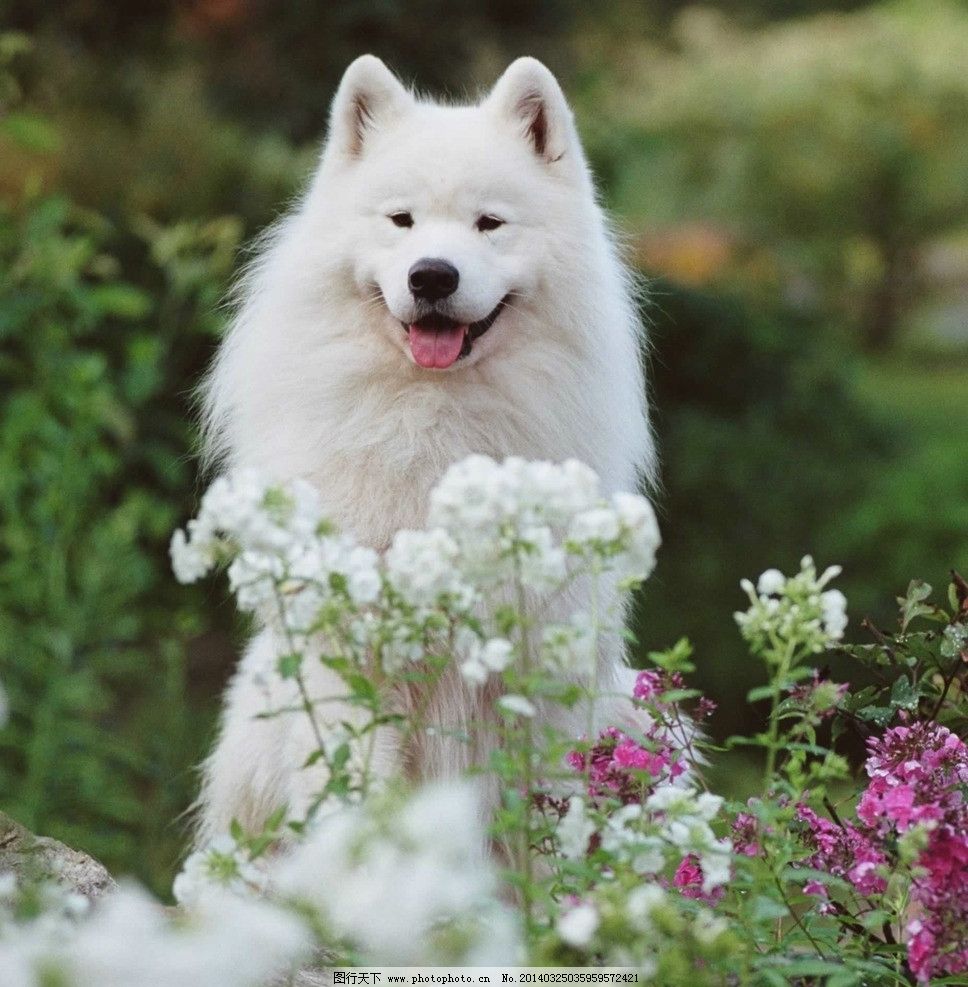狗狗身上白色硬疤