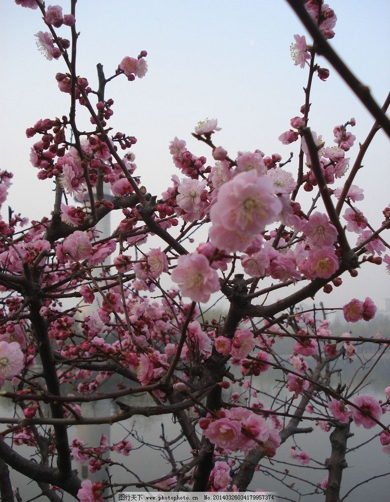 桃花 盛开 阳春 三月 自然风景 旅游摄影