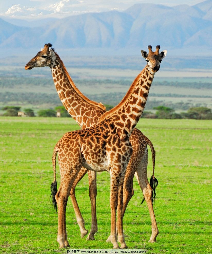 魔法超轻粘土野生动物系类-长颈鹿,8061,玩具彩泥系列