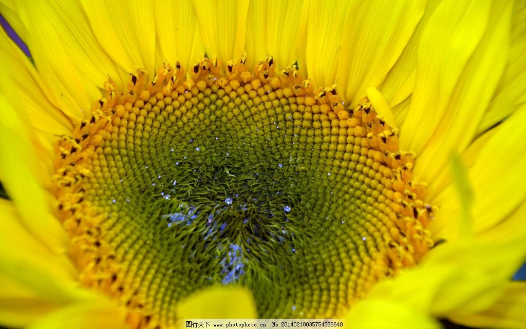 向日葵白锈病发生与气象因子关系的研究