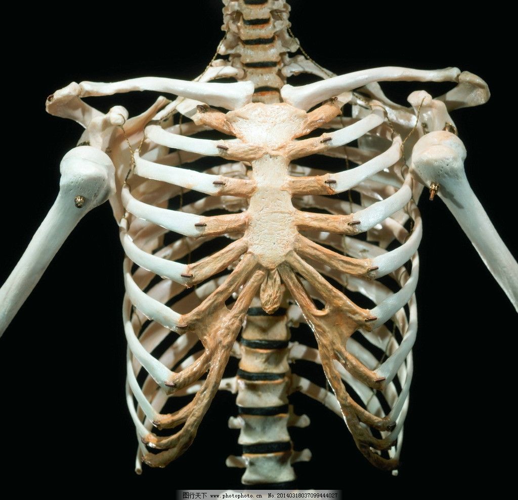 胸骨图片解剖图-千图网