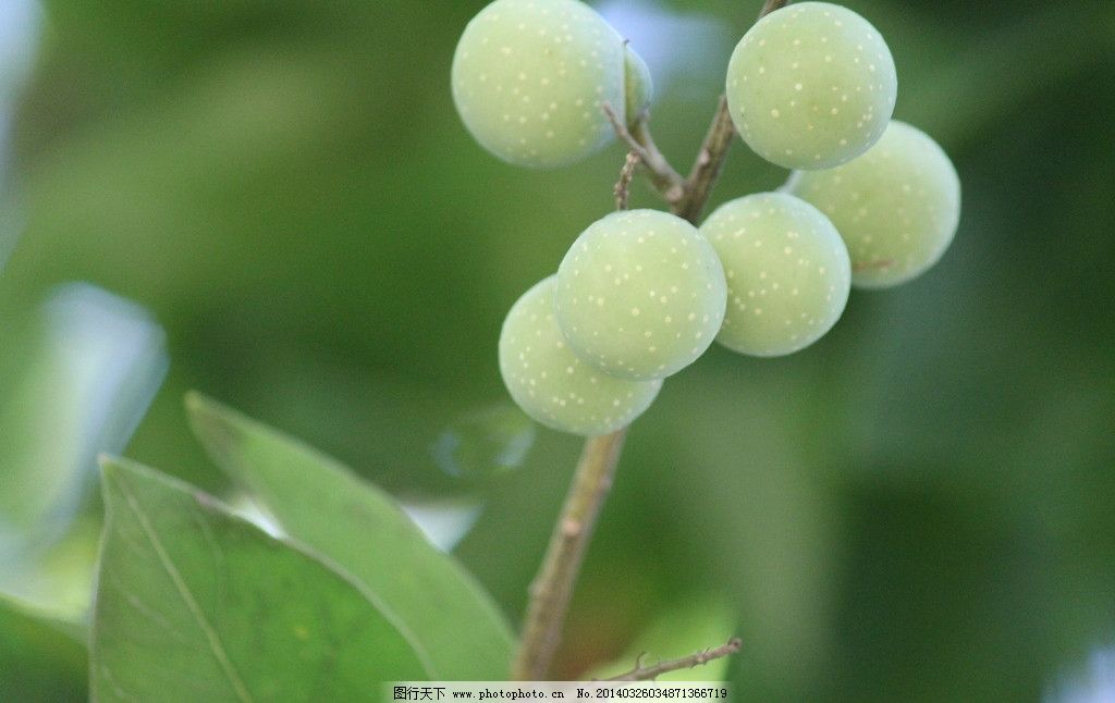 绿果,雅致,绿色,桌面,清晰,背景,果子,摄影,自然风景,自然景观,72DPI,JPG
