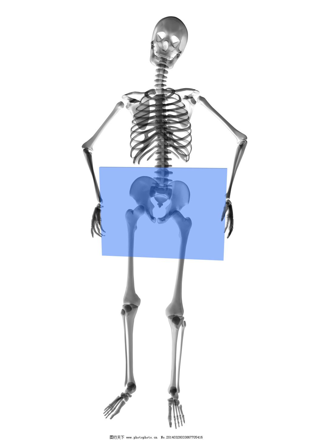 骷髅 骨架 人体骨骼-cg模型免费下载-CG99